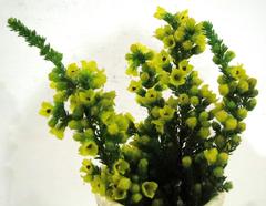 Erica chrysocodon