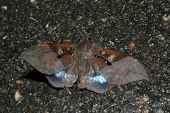 Ischyja marapok