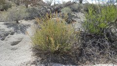 Sphaeralcea ambigua rugosa