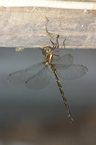 Periaeschna nocturnalis