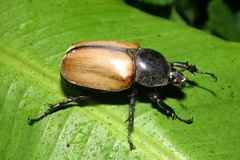 Eupatorus gracilicornis