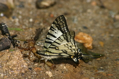 Graphium mandarinus