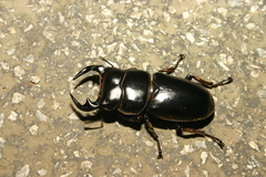Dorcus antaeus miyashitai