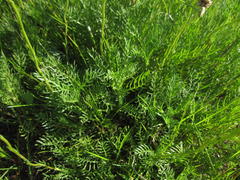 Lasiospermum bipinnatum