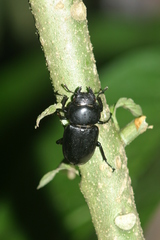 Dorcus antaeus miyashitai