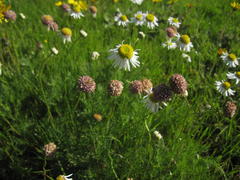 Lasiospermum bipinnatum