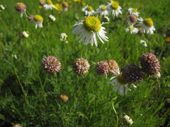 Lasiospermum bipinnatum