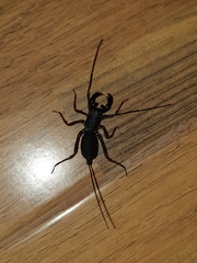 Thelyphonus sepiaris