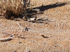 Meroles suborbitalis