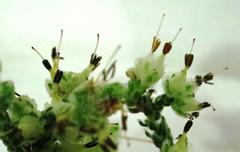 Erica xeranthemifolia