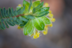 Pimelea suaveolens
