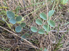 Tephrosia potosina