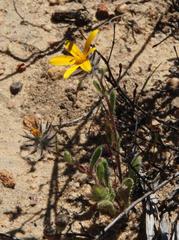 Gorteria piloselloides