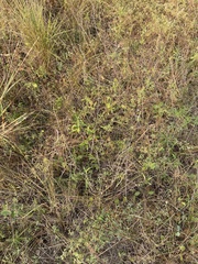 Tephrosia potosina