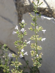 Lamiaceae