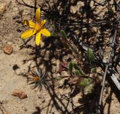 Gorteria piloselloides