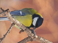 Parus major