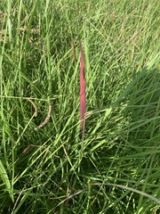 Bothriochloa bladhii