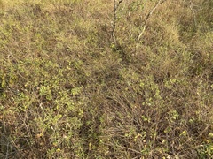 Tephrosia potosina