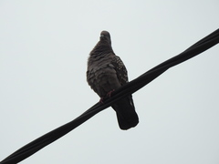 Patagioenas maculosa