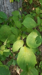 Styrax grandifolius