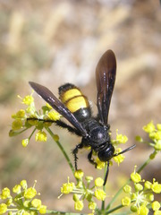 Scolia hirta
