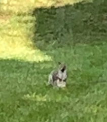 Sciurus carolinensis