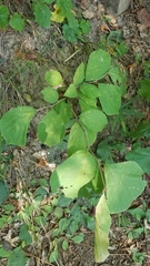 Styrax grandifolius