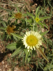 Pallenis spinosa
