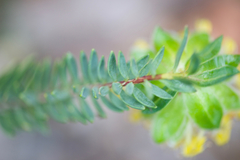 Pimelea suaveolens