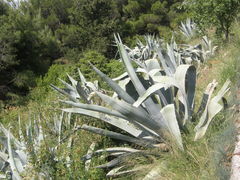 Agave americana