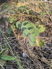 Tephrosia potosina