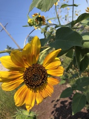 Helianthus annuus