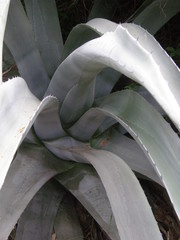 Agave americana