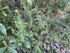 Galium bermudense
