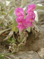 Antirrhinum majus