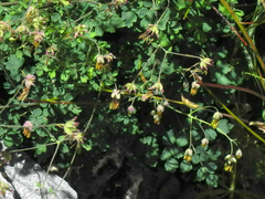 Thalictrum foetidum