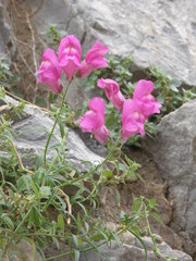Antirrhinum majus