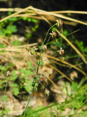 Thalictrum foetidum