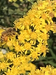 Apis mellifera