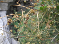 Thalictrum foetidum