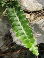 Asplenium ceterach