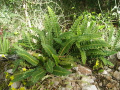 Asplenium ceterach