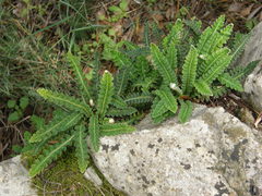 Asplenium ceterach