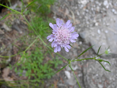 Scabiosa triandra