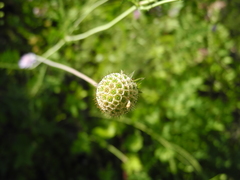 Scabiosa triandra