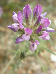 Bituminaria bituminosa