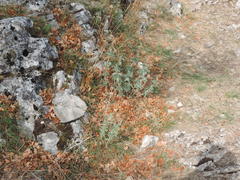 Marrubium incanum