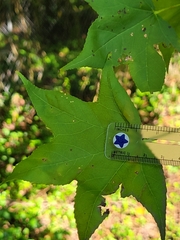 Liquidambar styraciflua