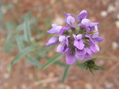 Bituminaria bituminosa